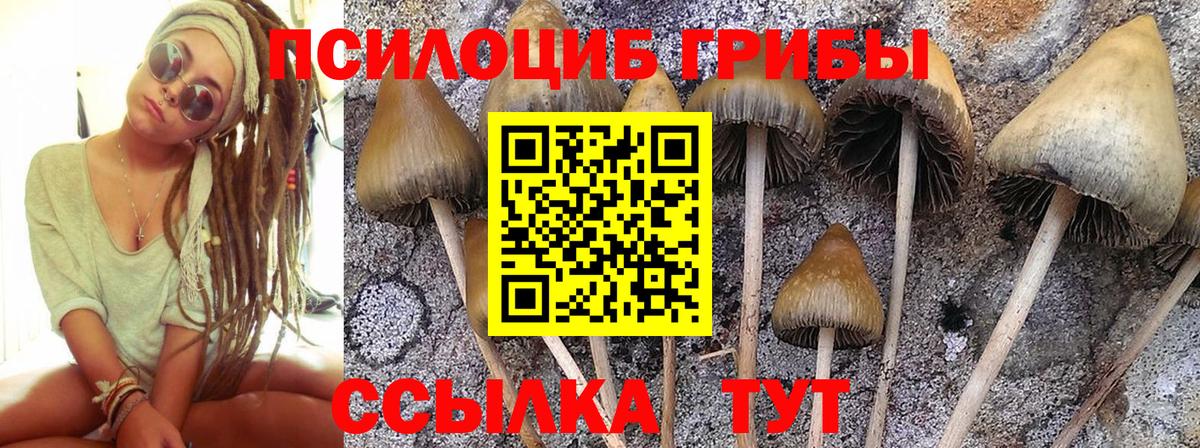 Галлюциногенные грибы Psilocybine cubensis Лыткарино